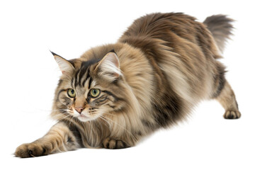 Obraz premium Maine Coon Cat