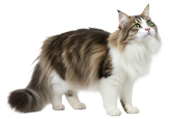 Obraz premium Maine Coon Cat