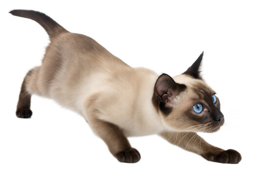 Playful Siamese Kitten