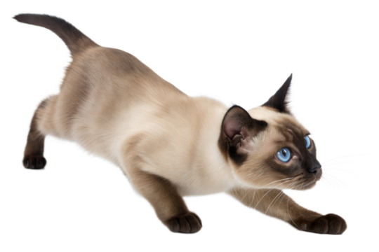 Playful Siamese Kitten