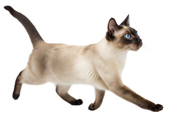 Obraz premium Siamese cat running