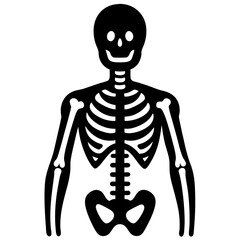 A human skeleton model silhouette vector icon illustration, skeleton on white background.