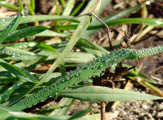 Morning Dew on Blades of Grass 