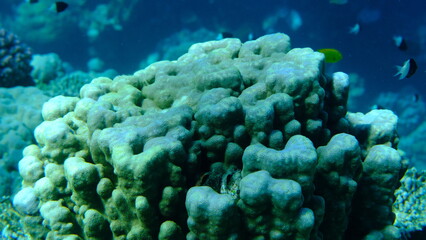 Hump coral (Porites sp.) undersea, Red Sea, Egypt, Sharm El Sheikh, Montazah Bay
