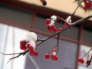 Winter Berries Under Snow: Close-up of a branch laden with vibrant red berries, delicately dusted...