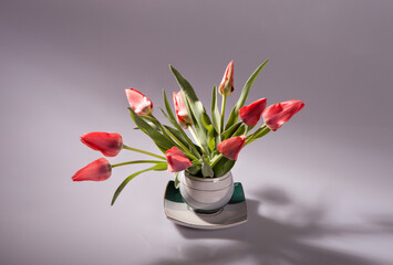 Still life with tulips in ceramic cup isolated on light background.