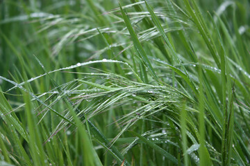 Dew-Kissed Blades: Lush green blades of grass shimmer with dew drops, capturing the serenity and freshness of a morning after the rain.  