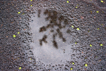 Puddle Reflections: Abstract image of a tree reflection in a rain puddle on asphalt, surrounded by...
