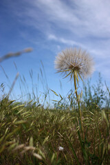 Naklejka premium Dandelion Wishes on a Summer Breeze 