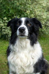 border collie dog canine breed pet portrait
