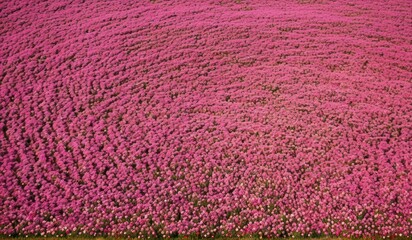 A surreal landscape of endless hearts stretching