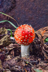 Fly agaric growing on the forest floor in a Scandinavian forest