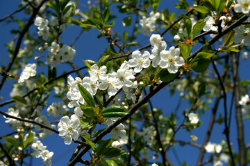 Springtime Blossom: Delicate white blossoms burst forth on a branch against a bright blue sky, symbolizing new beginnings and the beauty of nature's renewal.