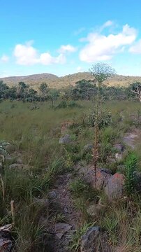 planta sempre viva na cidade de Alto Paraiso de Goi&aacute;s, regi&atilde;o da Chapada dos Veadeiros, Estado de Goi&aacute;s, Brasil