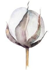 Handpainted watercolor dried cotton flower, Bohemian wedding illustration element