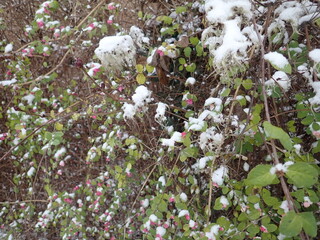 tree branch with snow in winter