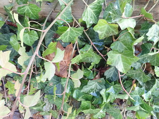 grean ivy leaf in nature