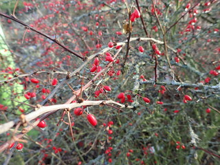 bush branches with red berries