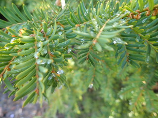 green tree branch with water drop