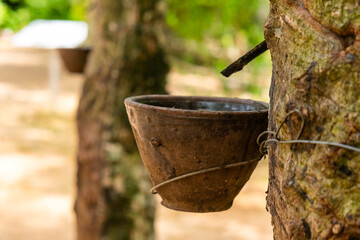 Rubber tapping process with latex dripping from a rubber tree into the cup, showcasing traditional rubber extraction and agricultural practices, Phuket, Thailand.