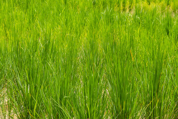 Close up of green rice paddy field with water channels, Phuket, Thailand. Traditional agricultural and rural landscape, Asia