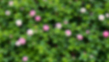 Blurred floral wall background with flowering hedge with flowers and foliage leaves for backdrop for overlay of text