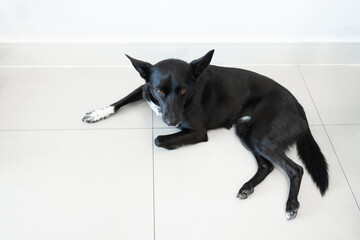 A medium-sized female dog rests relaxed on the kitchen floor of her home. He is of mixed race. The background is neutral and clear