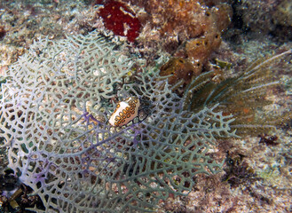 A Flamingos Tongue snail (Cyphoma gibbosum) in Punta Cana, Dominican Republic