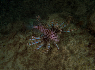 A Common Lionfish (Pterois volitans) in the Caribbean Sea