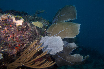 Soft coral in the Caribbean Sea
