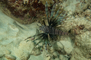 A Common Lionfish (Pterois volitans) in the Caribbean Sea