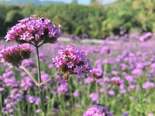 Obraz premium field of lavender