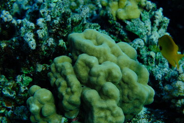 Hump coral (Porites sp.) undersea, Red Sea, Egypt, Sharm El Sheikh, Montazah Bay