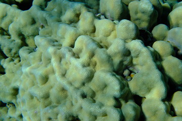Hump coral (Porites sp.) undersea, Red Sea, Egypt, Sharm El Sheikh, Montazah Bay