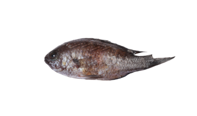 Chromis chromis, damselfish or Mediterranean chromis isolated on white