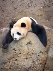Panda géant paresseux se reposant sur un rocher