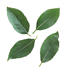 Obraz premium a green leaf on a transparent background, PNG image, PNG file, Generative art.