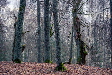 old moss covered trees in park, autumn leaves on ground