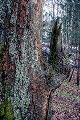 tree trunk with broken branch