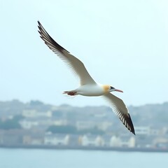 Fototapeta premium A seagull with outstretched wings soars over a body of water, its focus clearly set on the horizon with a hazy backdrop of distant buildings.