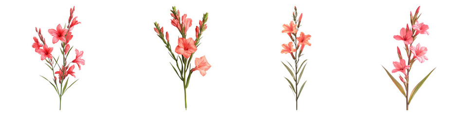 Watsonia isolated on transparent background, Set of