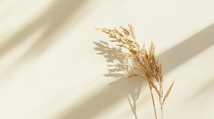 A single barley stalk with golden grains, isolated on a light cream background with delicate lighting