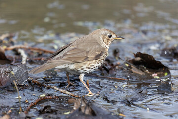 A field thrush bird stands on the snow near a thawed puddle in early spring