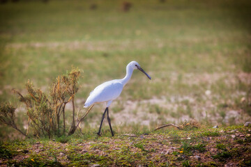 Eurasian spoonbill goes on the grass