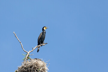 Great cormorant on a tree branch against a blue sky