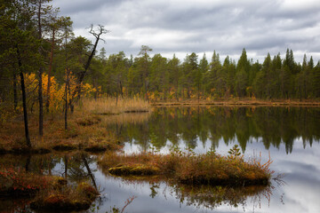 Autumn Landscape with swamp and pines. Arctic. Russia