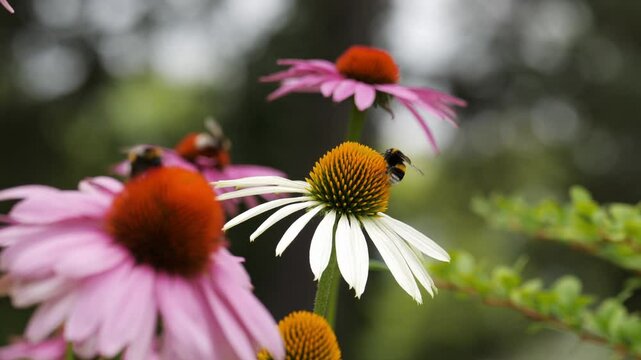 Pink and white coneflowers with bumblebees.