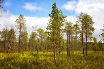 Forest taiga landscape in summer