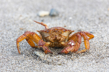 Big crab on the seashore. Close-up