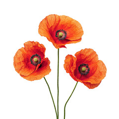 Obraz premium a group of red flowers on a transparent background, PNG image, PNG file, Generative art.